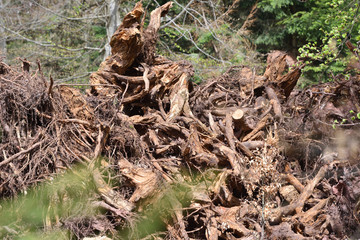 A large pile of crooked tree roots against a forest in Schwarzwald, Germany
