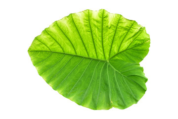 Fototapeta na wymiar Large heart shaped green leaves of Elephant ear or taro (Colocasia species) the tropical foliage plant isolated on white background, clipping path included