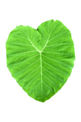 Large heart shaped green leaves of Elephant ear or taro (Colocasia species) the tropical foliage plant isolated on white background, clipping path included