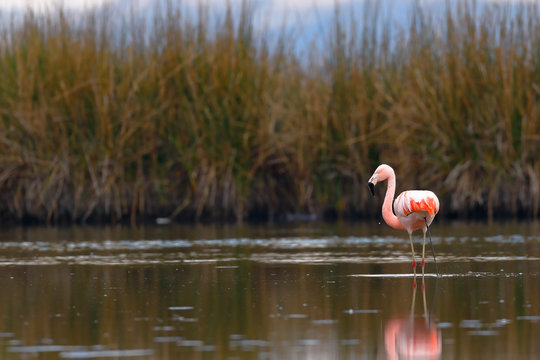 Flamenco chileno (Phoenicopterus chilensis) sobre laguna