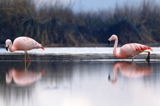 Flamencos chilenos (Phoenicopterus chilensis) sobre laguna
