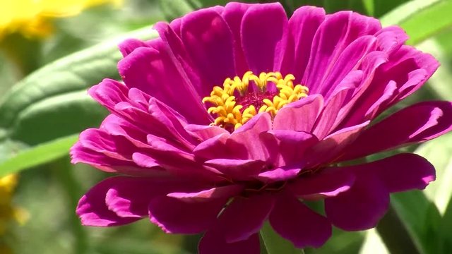 Eine pinkfarbene Zinnie mit gelben Bl&uuml;tenf&auml;den schaukelt im Wind