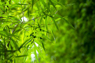Green bamboo in the forest nature background.