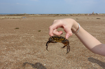 Childs hand holding a common brown crab