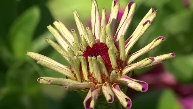 Noch nicht ganz aufgebl&uuml;ht ist diese lila Zinnie