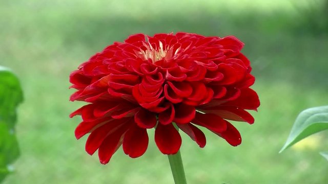 Eine hellrote Zinnie wiegt sich im Wind