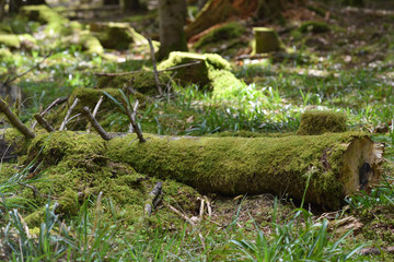 Beautiful, bright and dense moss on a sawn fallen tree in the forest Schwarzwald, Germany. Moss tree trunk