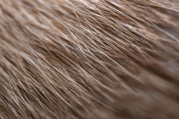 Closeup animal fur. Background texture