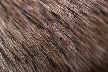 Closeup animal fur. Background texture