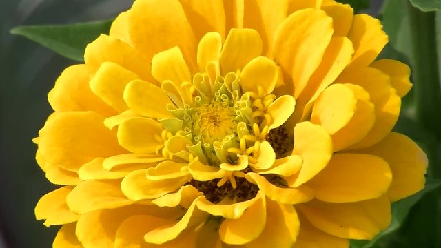 Eine gelbe Zinnie (Gro&szlig;aufnahme) bewegt sich leicht im Wind