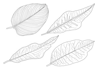 Leaves line single leaf and leaf pattern black Bring to color decorate on white background illustration 