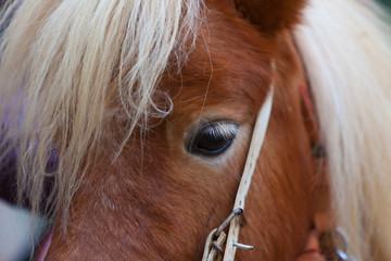 Retrato de un pony