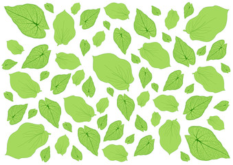 Leaves green pattern on white background illustration and Leaf pattern and many leaves fresh 