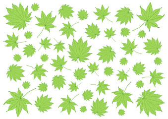 Leaves green pattern on white background illustration and Leaf pattern and many leaves fresh 