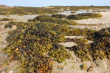 Piles of bladderwrack on a beach in Jersey, Channel Islands at low tide