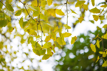 Ginkgo leaves on tree in autumm season