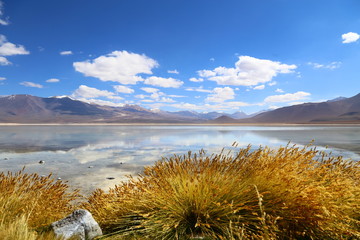 Lake with white waters surrounded by green vegetation. Reflections of blue sky and clouds. Bolivia desert in the Potosi province