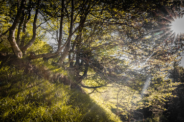 walking in woods, green summer forests