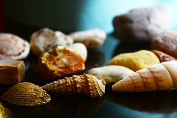 sea shells on the beach