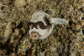 Fish swim in the Red Sea, colorful fish, Eilat Israel