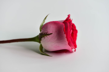 Red rose on white and black background/lovers