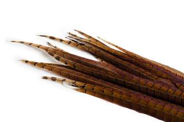 long pheasant feathers on a white background