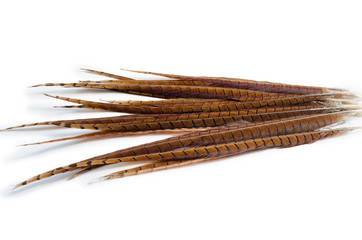 long pheasant feathers on a white background