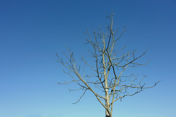 Dry branches tree in fall season over blue sky