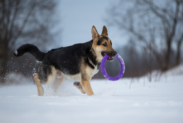 purebred german shepherd at walk in winter