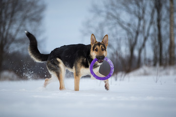 purebred german shepherd at walk in winter
