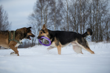 View at a two dogs at walk in park in winter