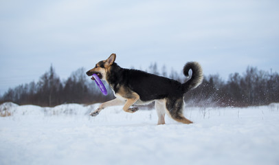 Fototapeta na wymiar purebred german shepherd at walk in winter