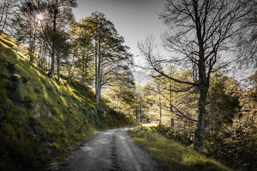 walking on empty mountain forest pathway, alone with nature