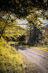 walking on empty mountain forest pathway, alone with nature