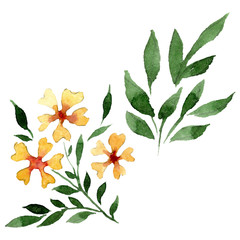 Ornament floral botanical flowers. Watercolor background illustration set. Isolated flower illustration element.