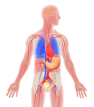 Transparent 3D illustration of the interior of the human body with striking colors. Front view.