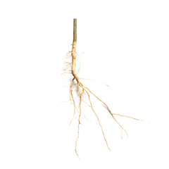 Roots of tree isolated on white background.