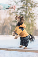 Yorkshire Terrier on a walk in a winter park. faithful loyal friend