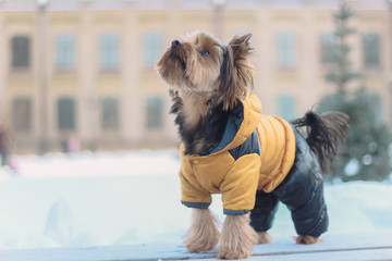 Yorkshire Terrier on a walk in a winter park. faithful loyal friend
