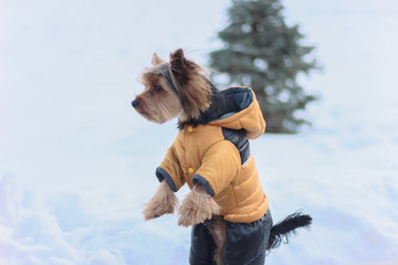 Yorkshire Terrier on a walk in a winter park. faithful loyal friend