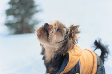 Yorkshire Terrier on a walk in a winter park. faithful loyal friend