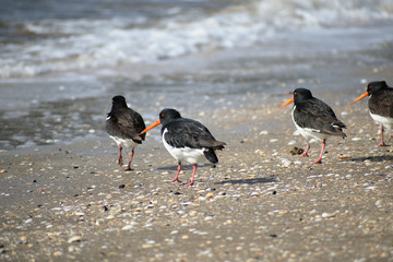 View of oystercatcher birds running away