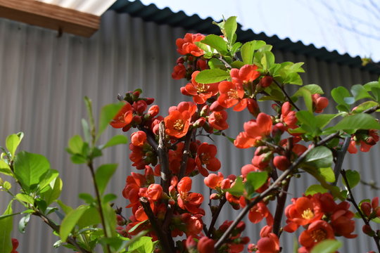 木瓜