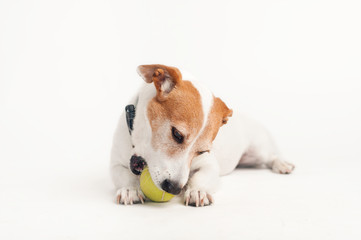 Jack Russell Terrier, lying and chewing a tennis ball, isolated on white