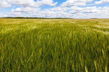 A field of unripe rye swaying from the wind against a blue sky with white clouds