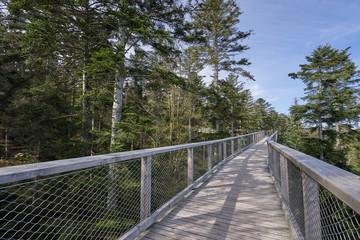 Narrow pedestrian walkway made of wood and metal mesh in the form of a bridge in the forest at high altitude. Wooden bridge in european forest