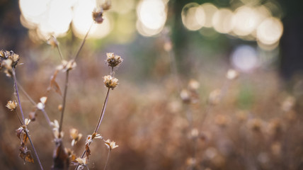 grass dead on meadow in garden