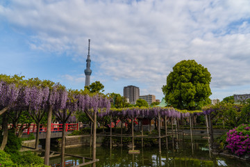 Obraz premium 亀戸天神の藤の花