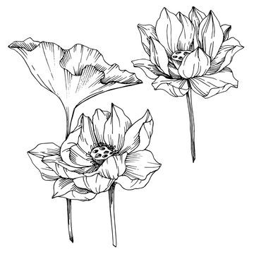 Vector Lotus floral botanical flowers. Black and white engraved ink art. Isolated lotus illustration element.