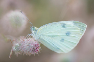 Cabbage White Macro
